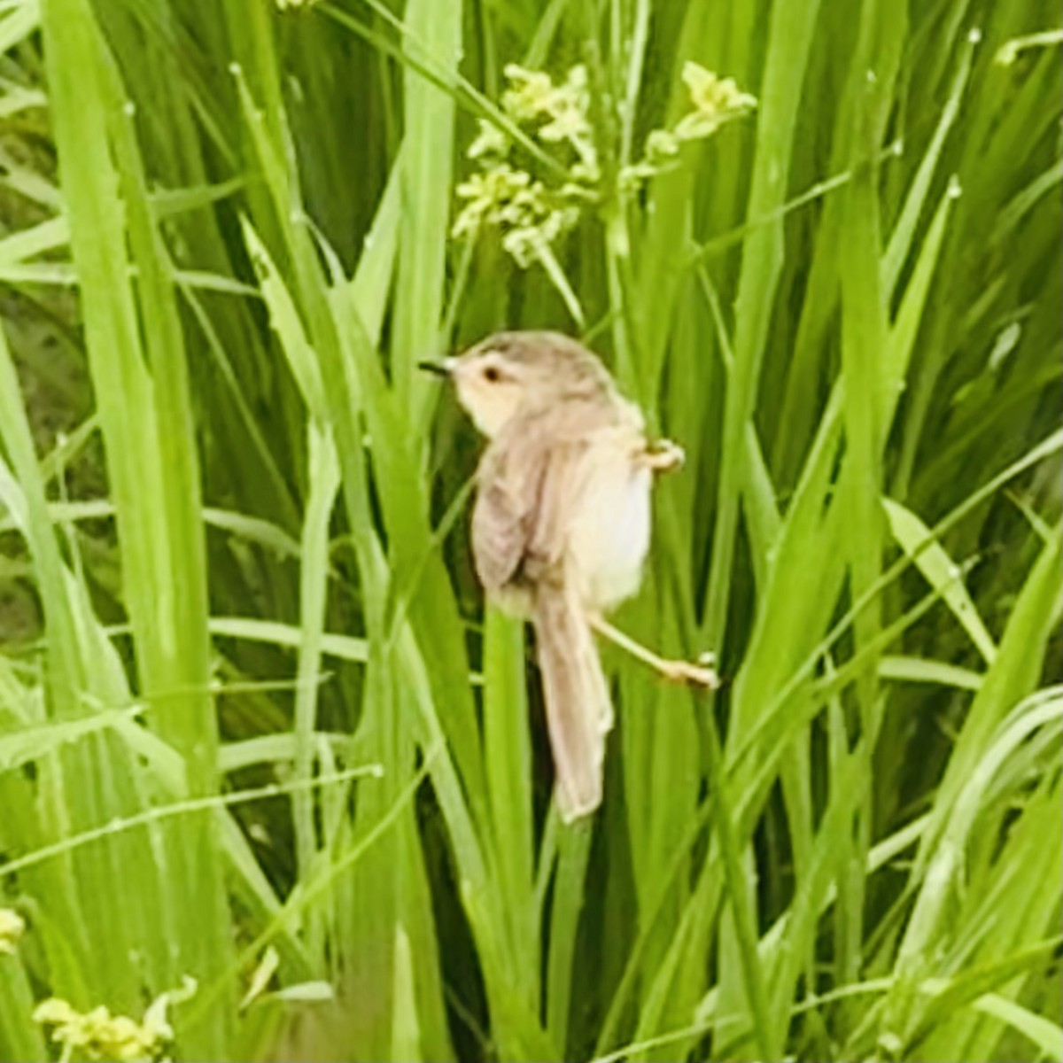 Plain Prinia - ML635368931