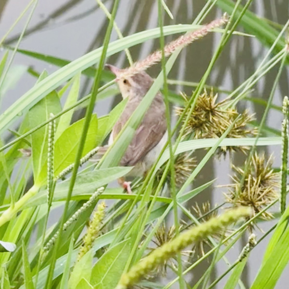 Plain Prinia - ML635368932