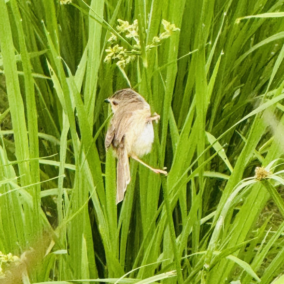 Plain Prinia - ML635368934
