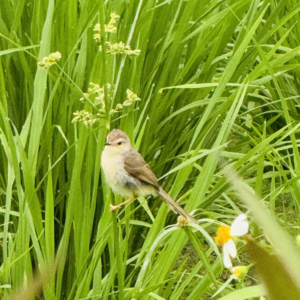 Plain Prinia - ML635368935