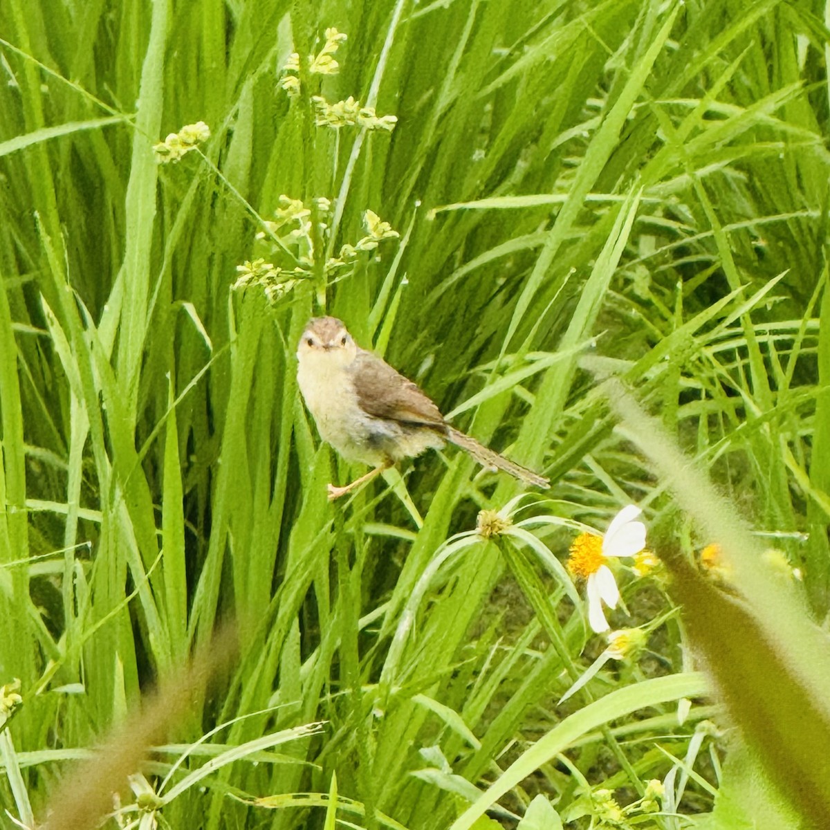 Plain Prinia - ML635368936