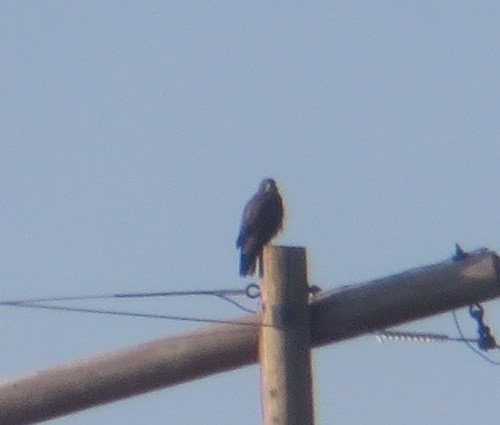 hawk sp. - ML635368975