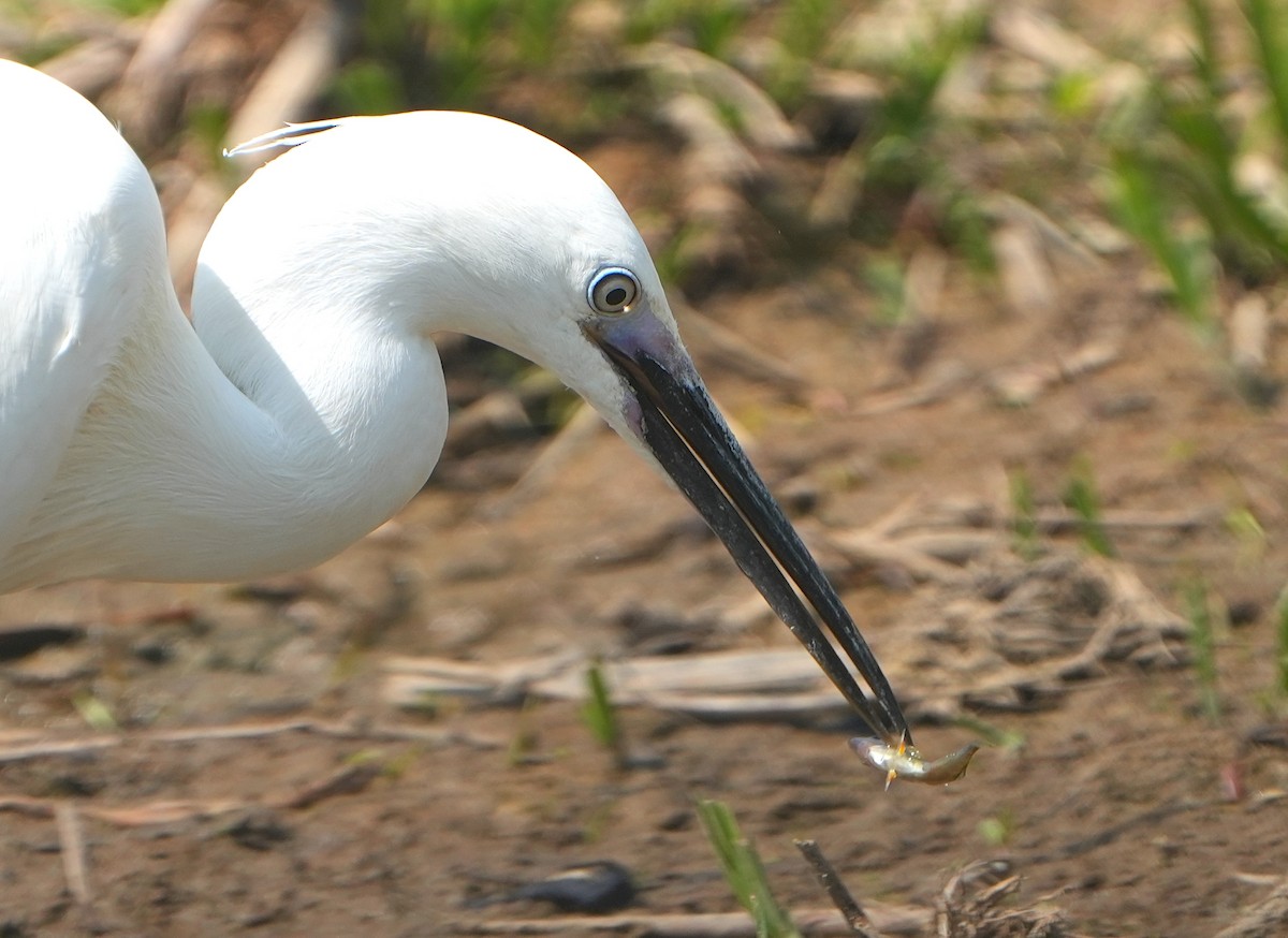 小白鷺 - ML635368981