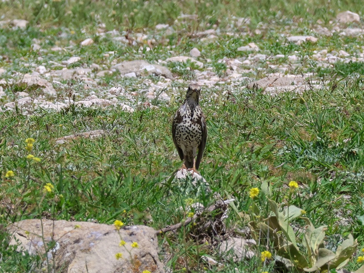 Mistle Thrush - ML635369012