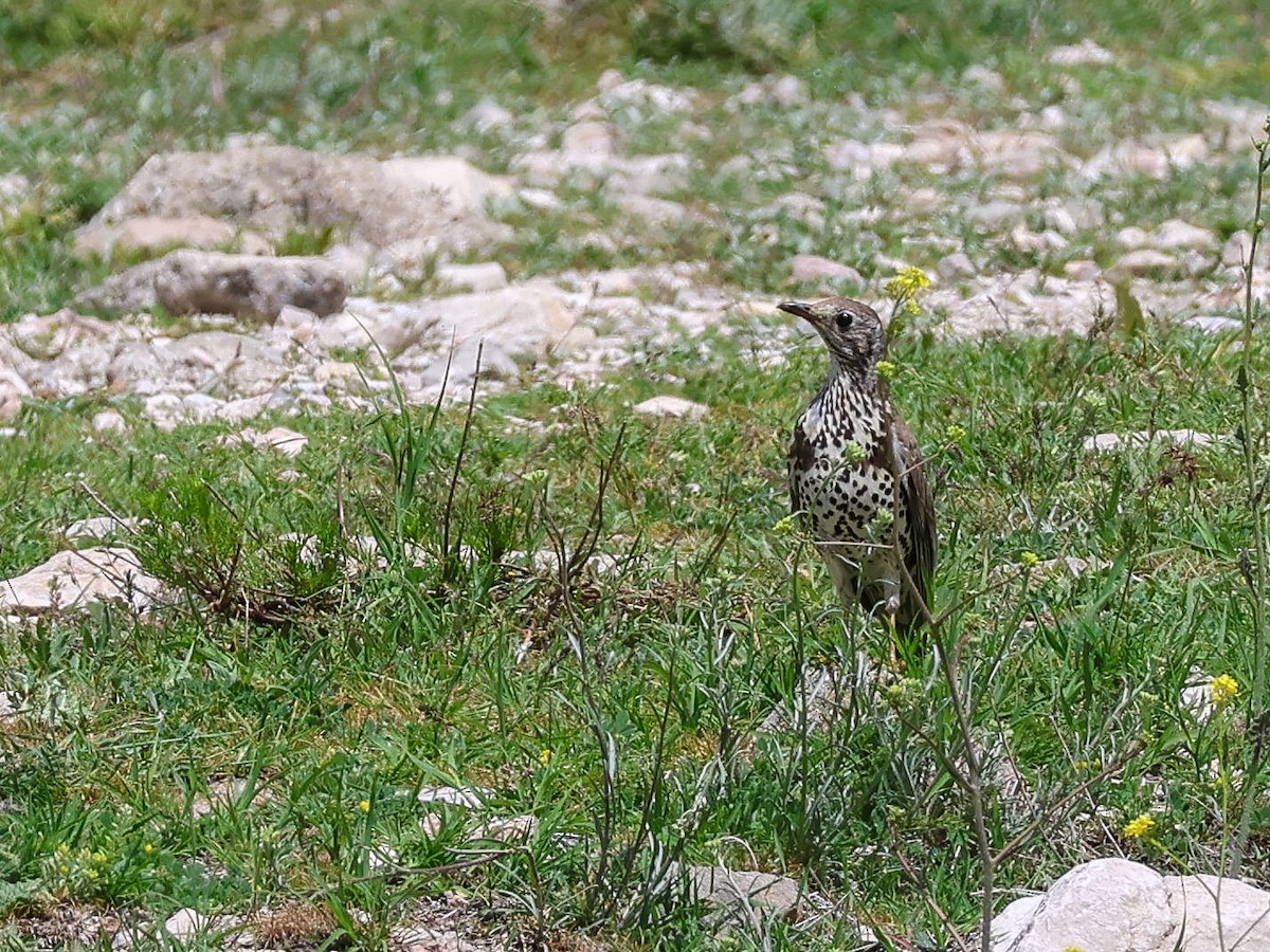 Mistle Thrush - ML635369016