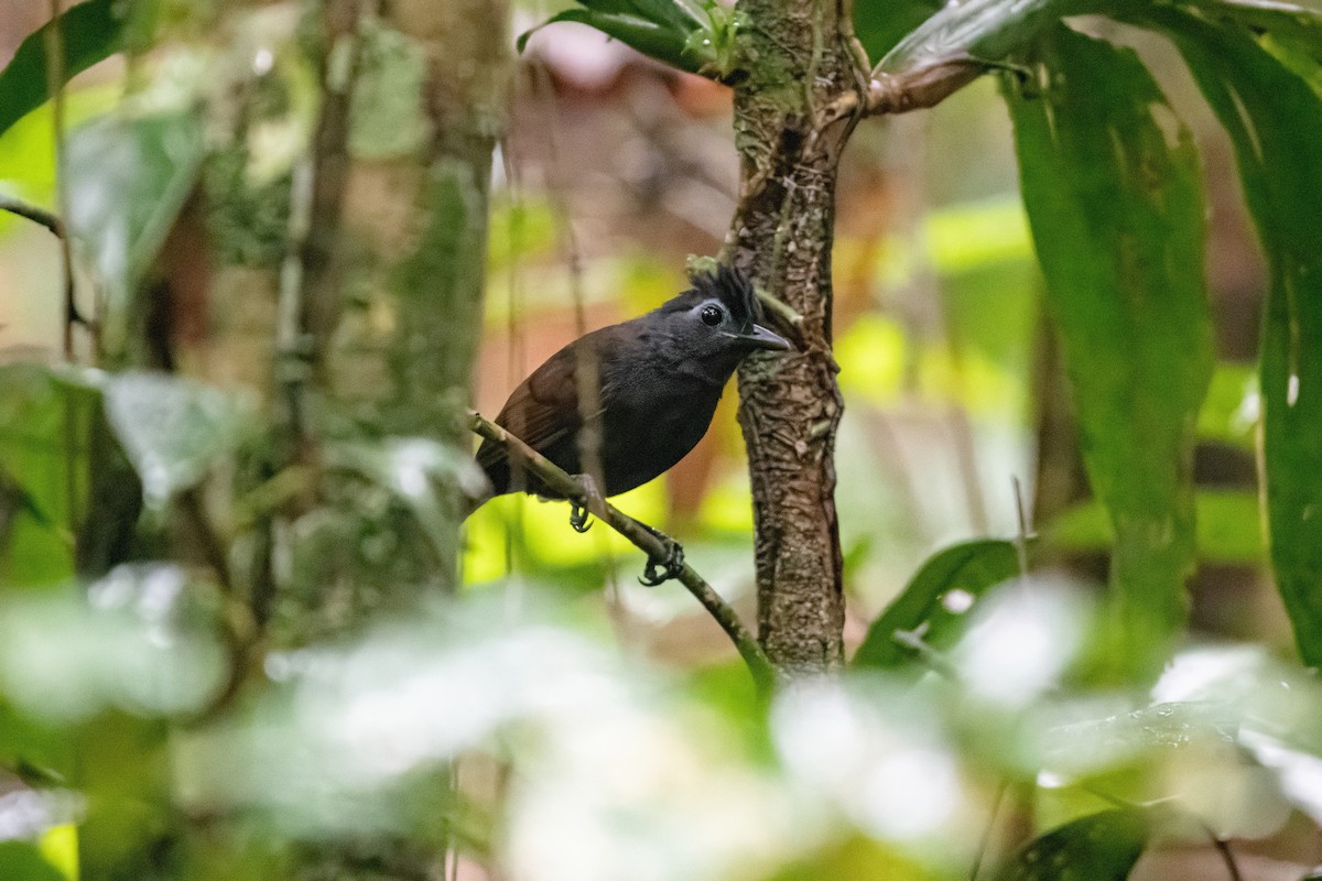 Sooty Antbird - ML635369038