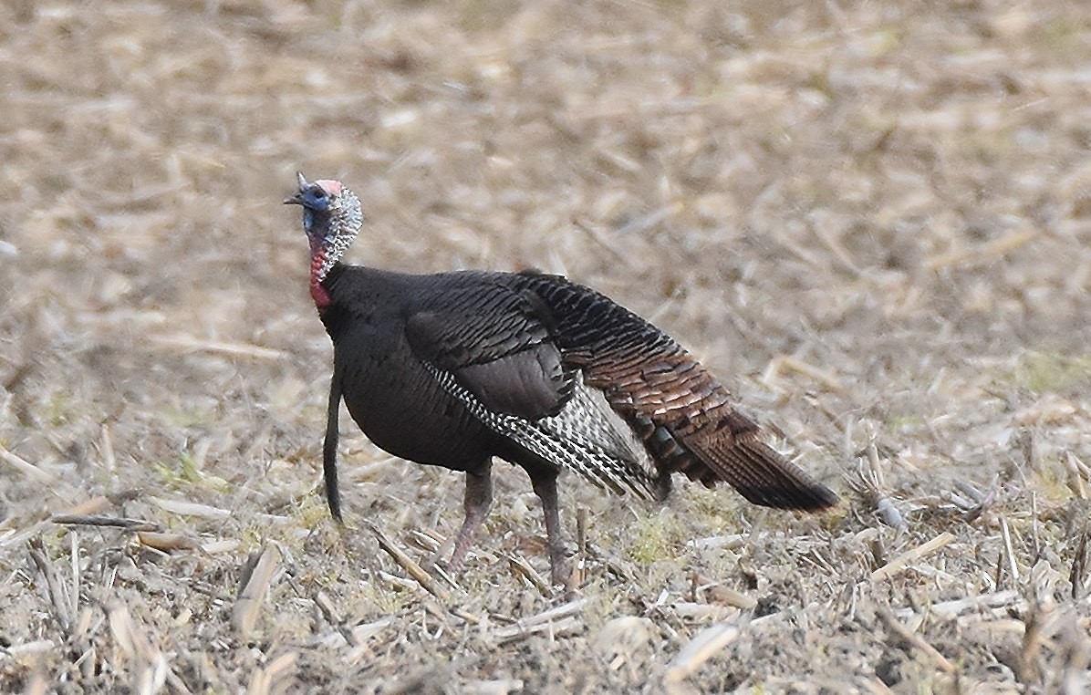 Wild Turkey - ML635369063