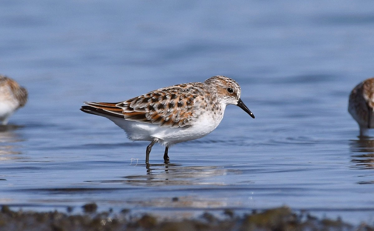 Little Stint - ML635369087