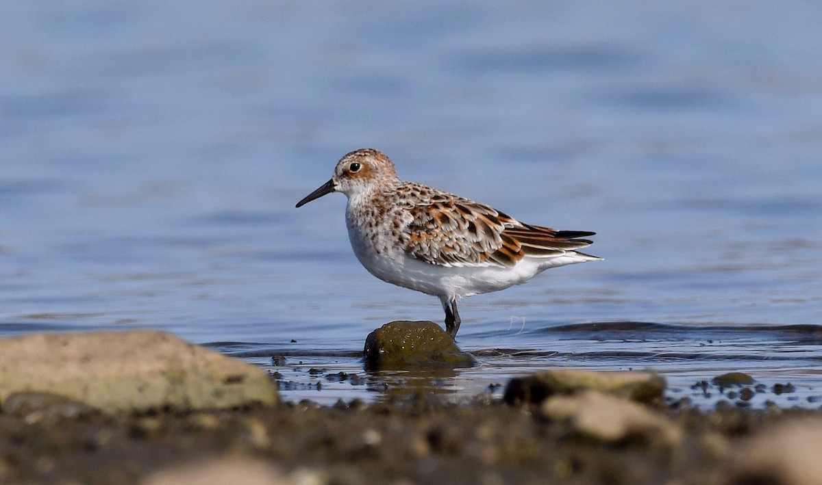 Little Stint - ML635369088