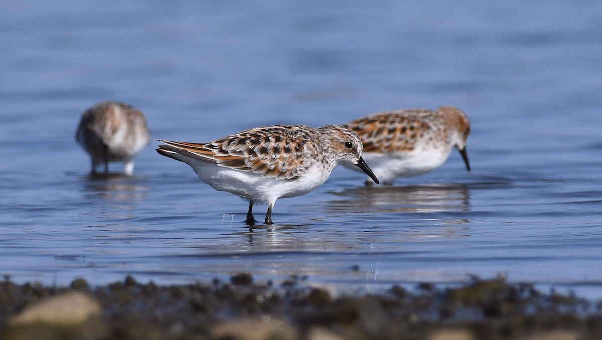 Little Stint - ML635369089