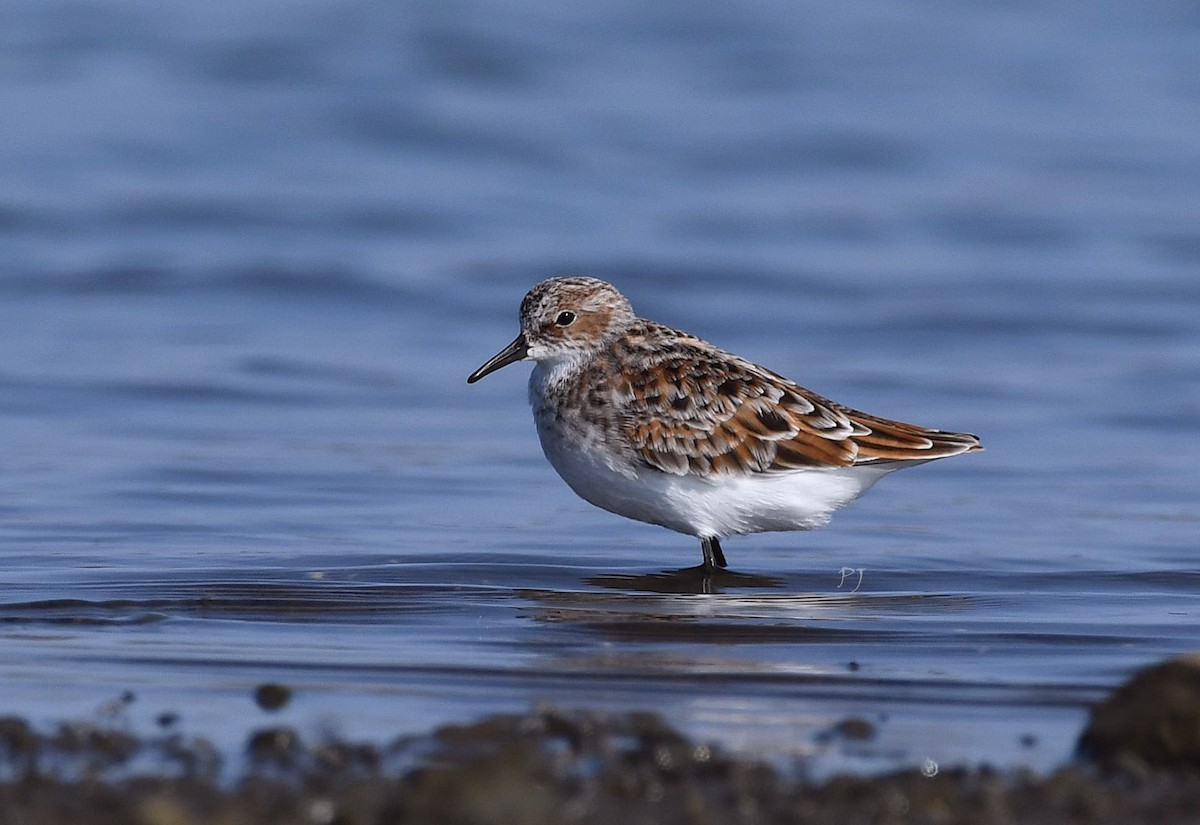 Little Stint - ML635369090