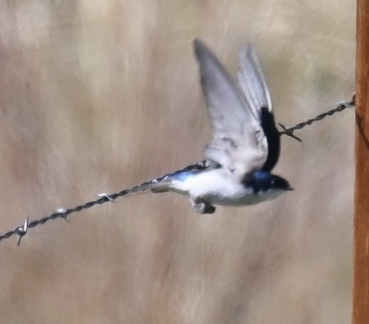 Tree Swallow - ML635369102