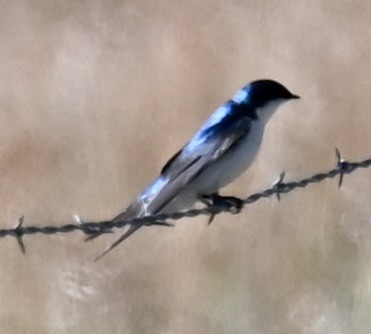 Tree Swallow - ML635369113
