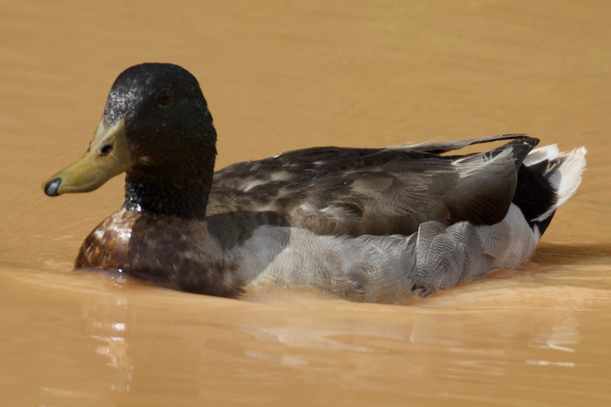 Mallard - ML635369129