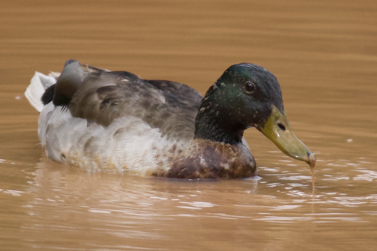 Mallard - ML635369130