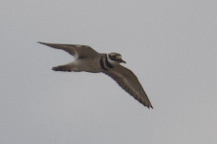 Killdeer - ML635369138
