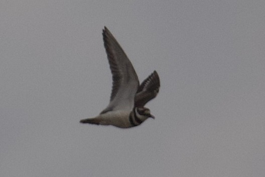 Killdeer - ML635369139