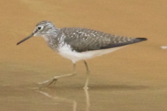 Solitary Sandpiper - ML635369149
