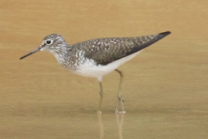 Solitary Sandpiper - ML635369150