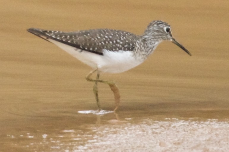 Solitary Sandpiper - ML635369151