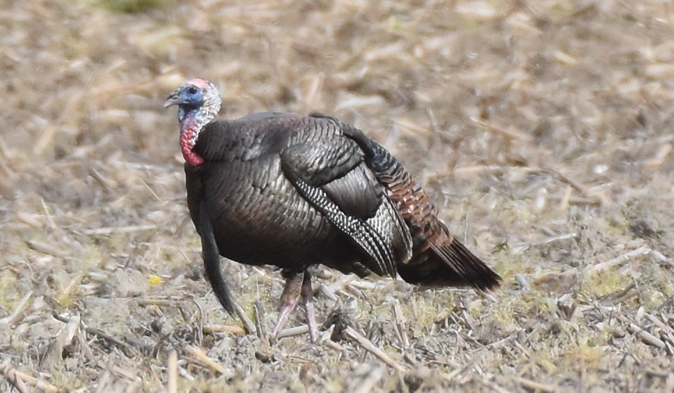 Wild Turkey - ML635369153