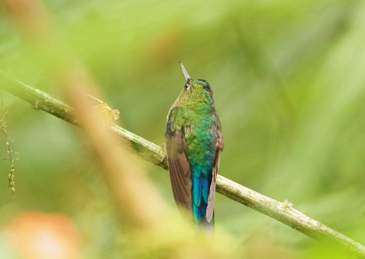Violet-tailed Sylph - ML635369154