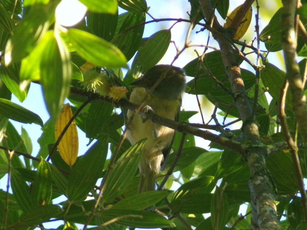 Rufous-browed Peppershrike - ML635369156