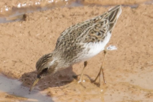 Least Sandpiper - ML635369166