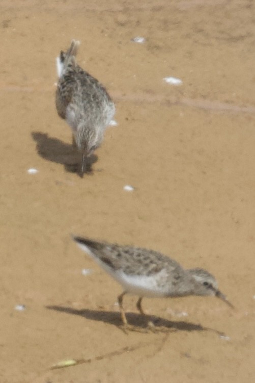 Least Sandpiper - ML635369170