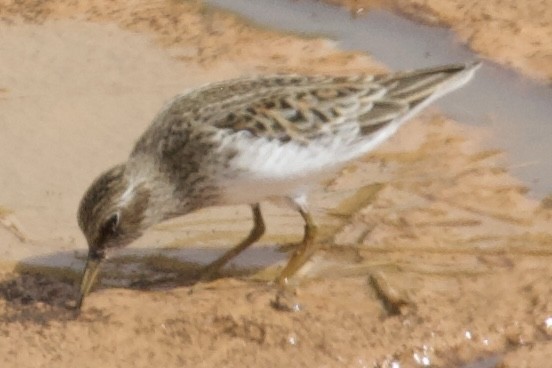 Least Sandpiper - ML635369171
