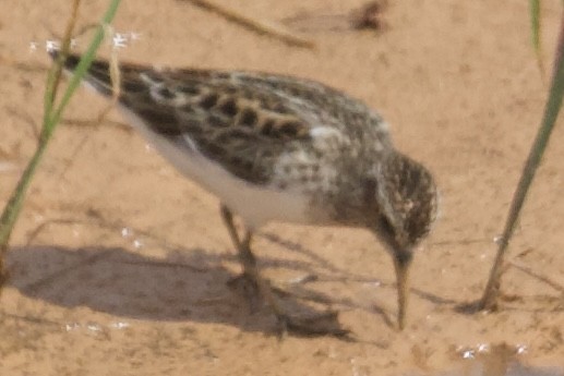 Least Sandpiper - ML635369173