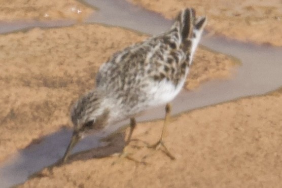 Least Sandpiper - ML635369174