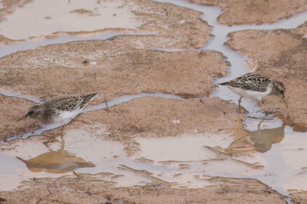 Least Sandpiper - ML635369177