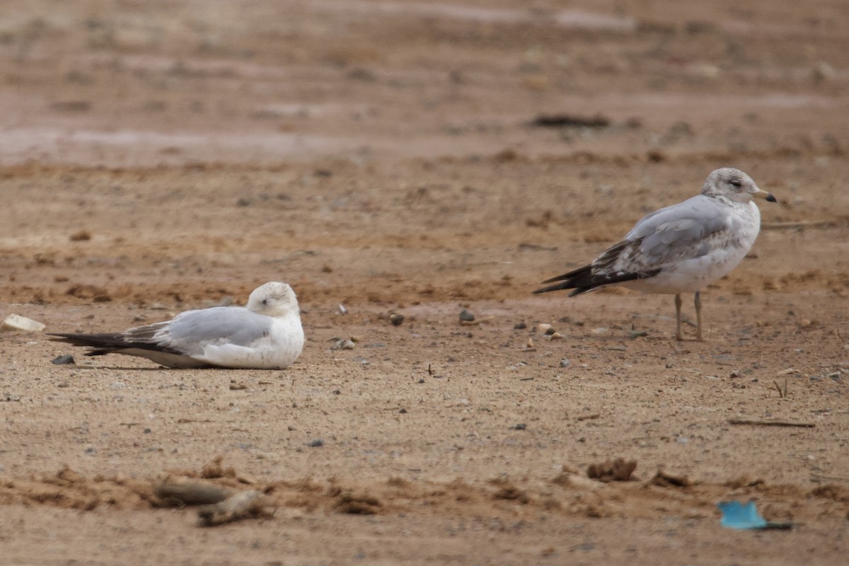 Ring-billed Gull - ML635369181