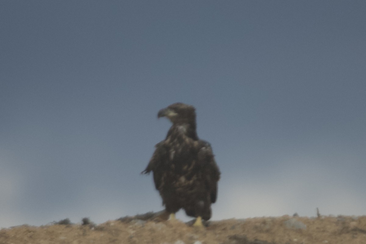 Bald Eagle - ML635369191