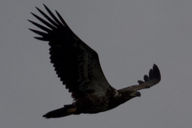 Fish Crow - ML635369200