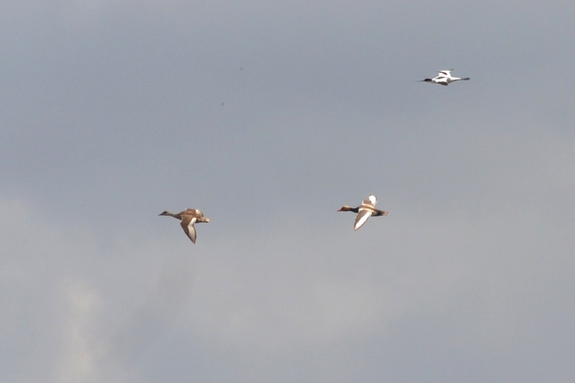 Red-crested Pochard - ML635369235