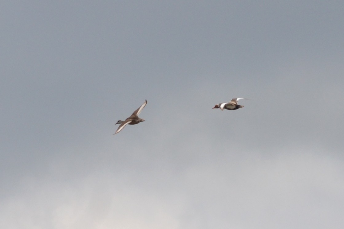 Red-crested Pochard - ML635369249