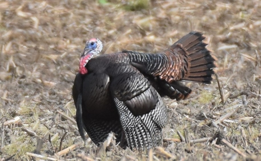 Wild Turkey - ML635369252