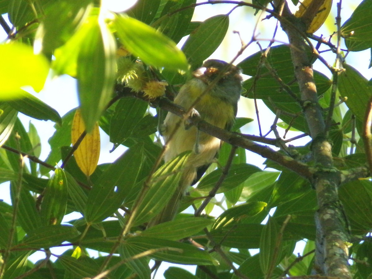 Rufous-browed Peppershrike - ML635369289