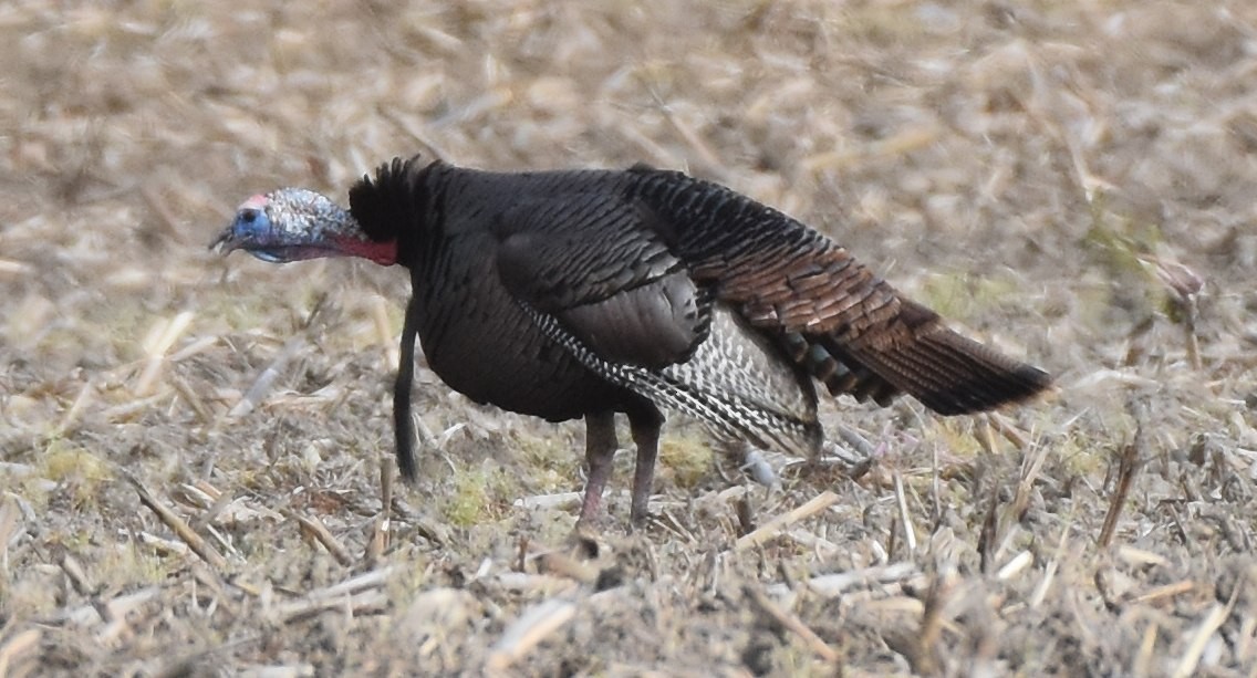 Wild Turkey - ML635369295