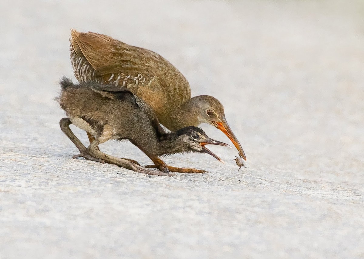 Clapper Rail - ML635369297