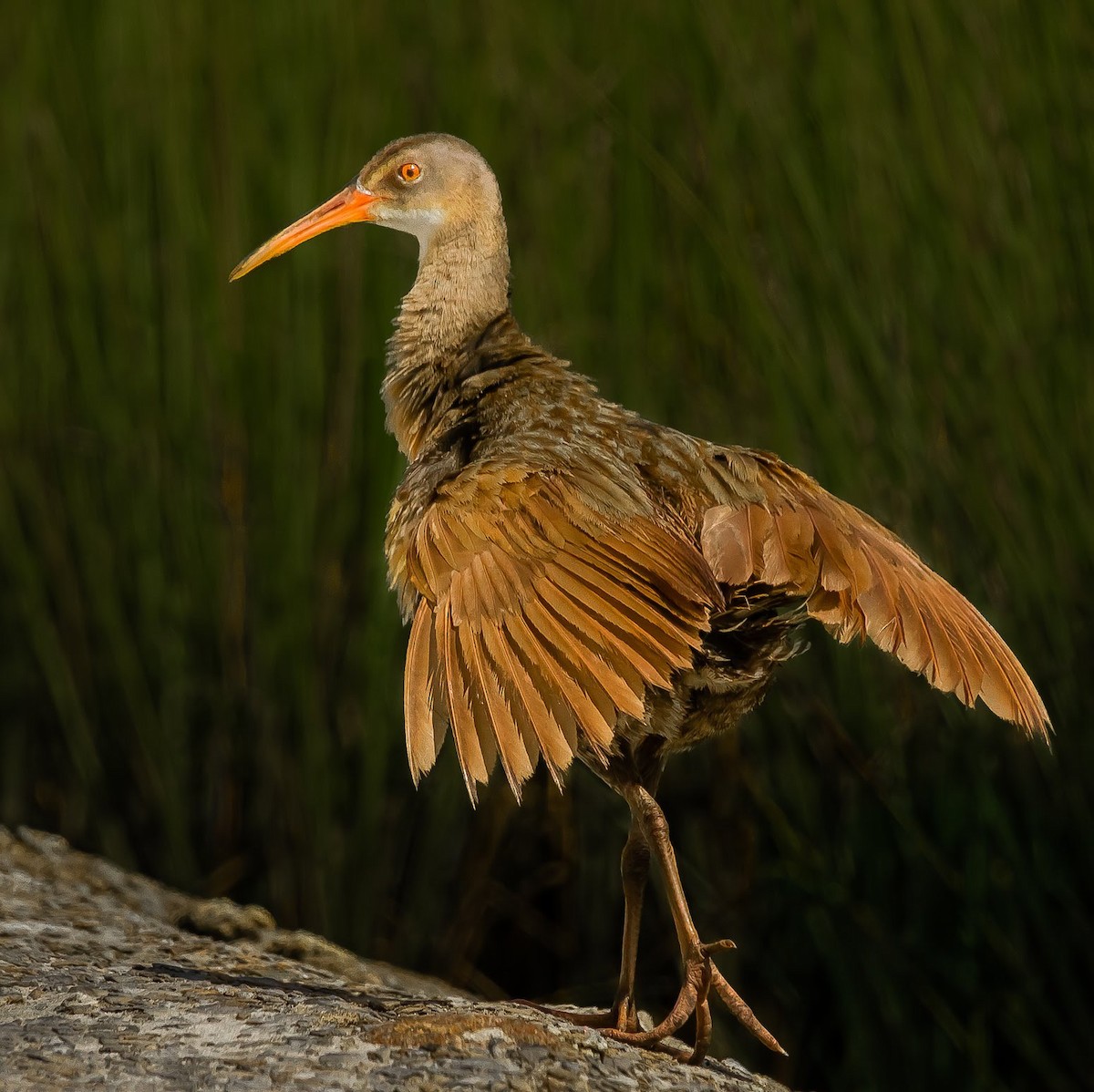 Clapper Rail - ML635369305