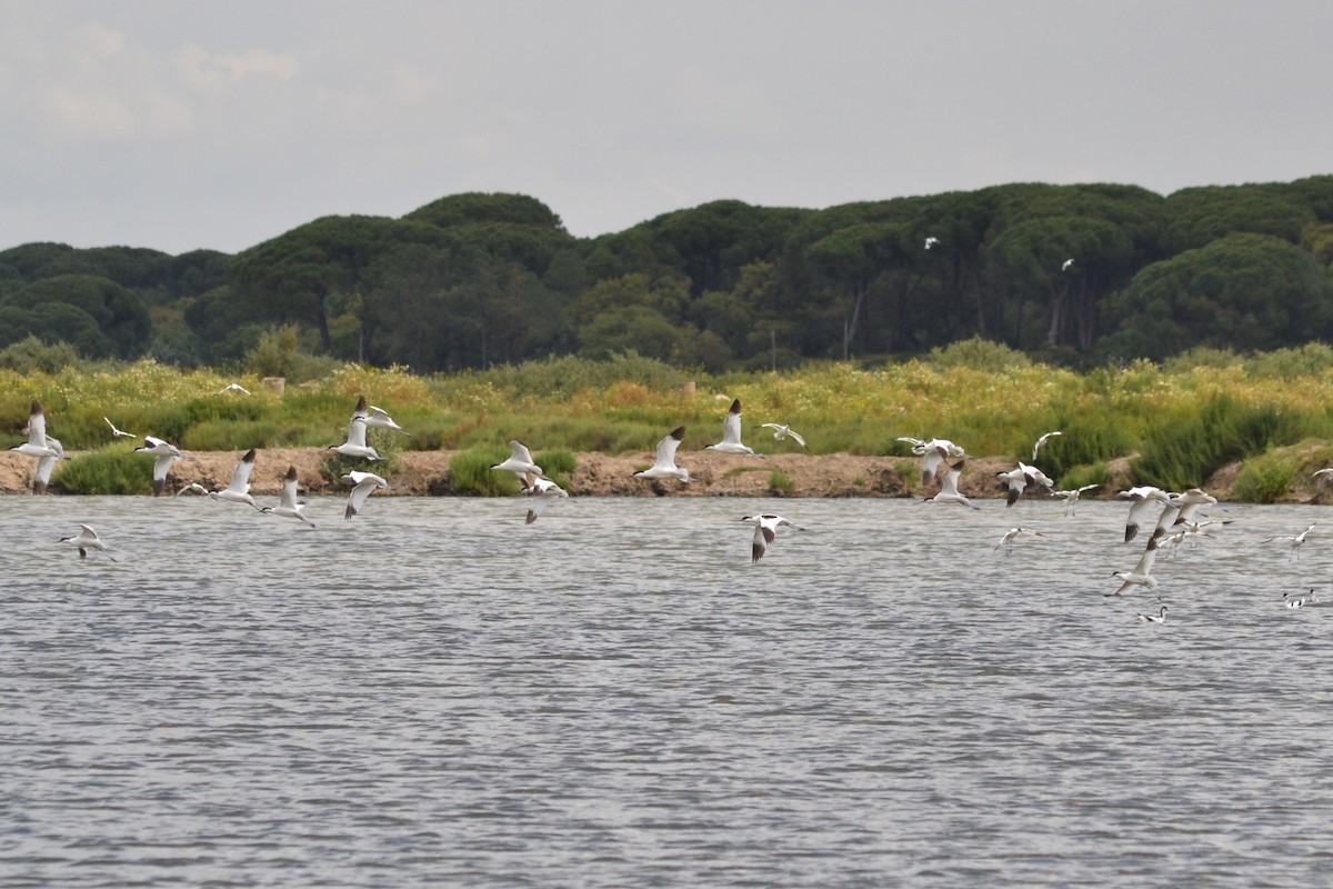 Pied Avocet - ML635369312