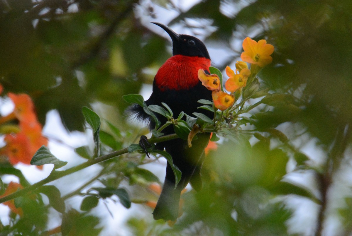 Red-collared Myzomela - ML635369324