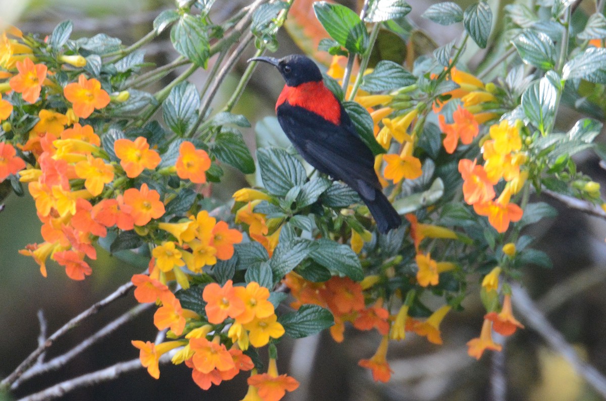 Red-collared Myzomela - ML635369325
