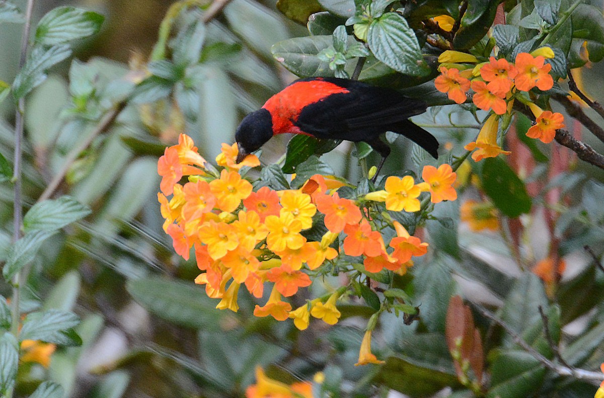 Red-collared Myzomela - ML635369326