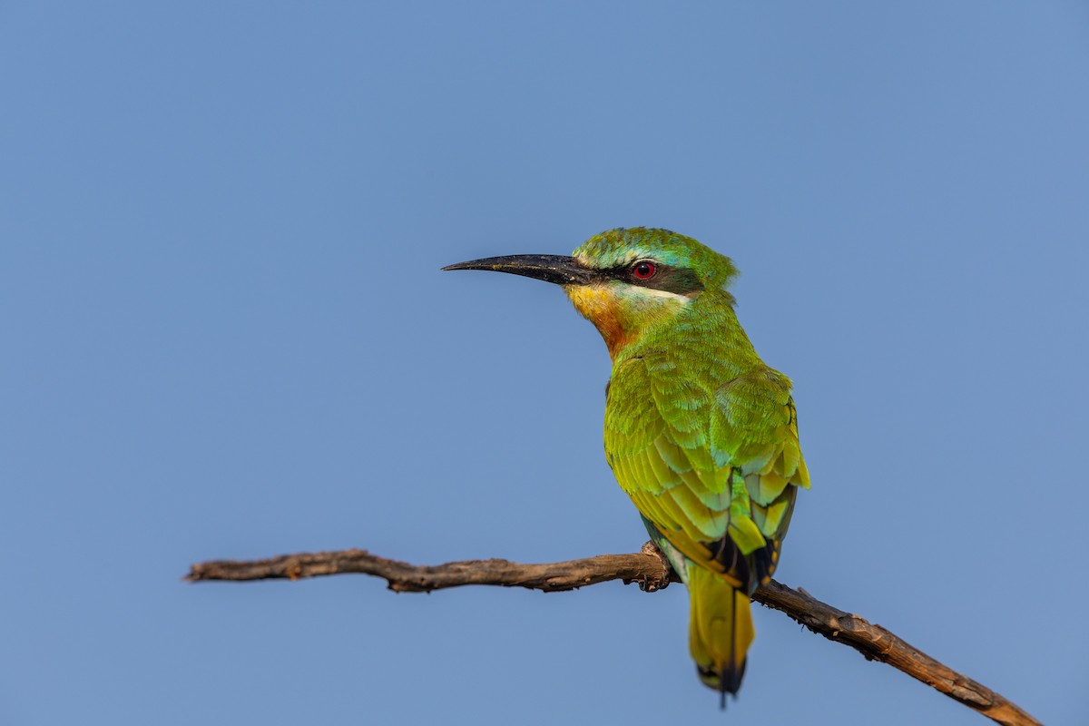 Blue-cheeked Bee-eater - ML635369327