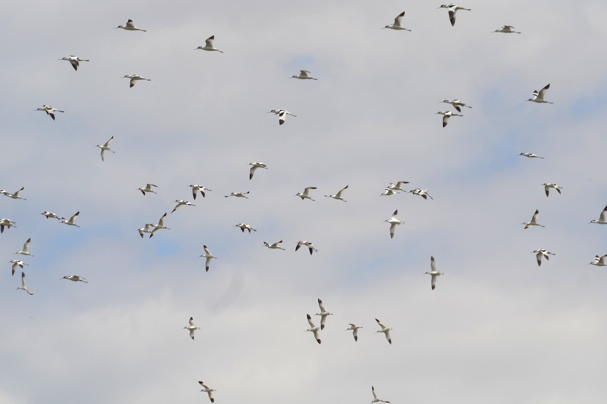 Pied Avocet - ML635369333