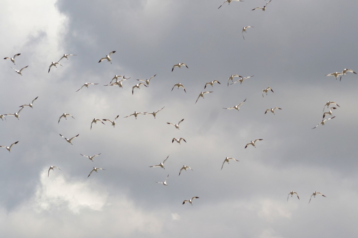 Pied Avocet - ML635369345